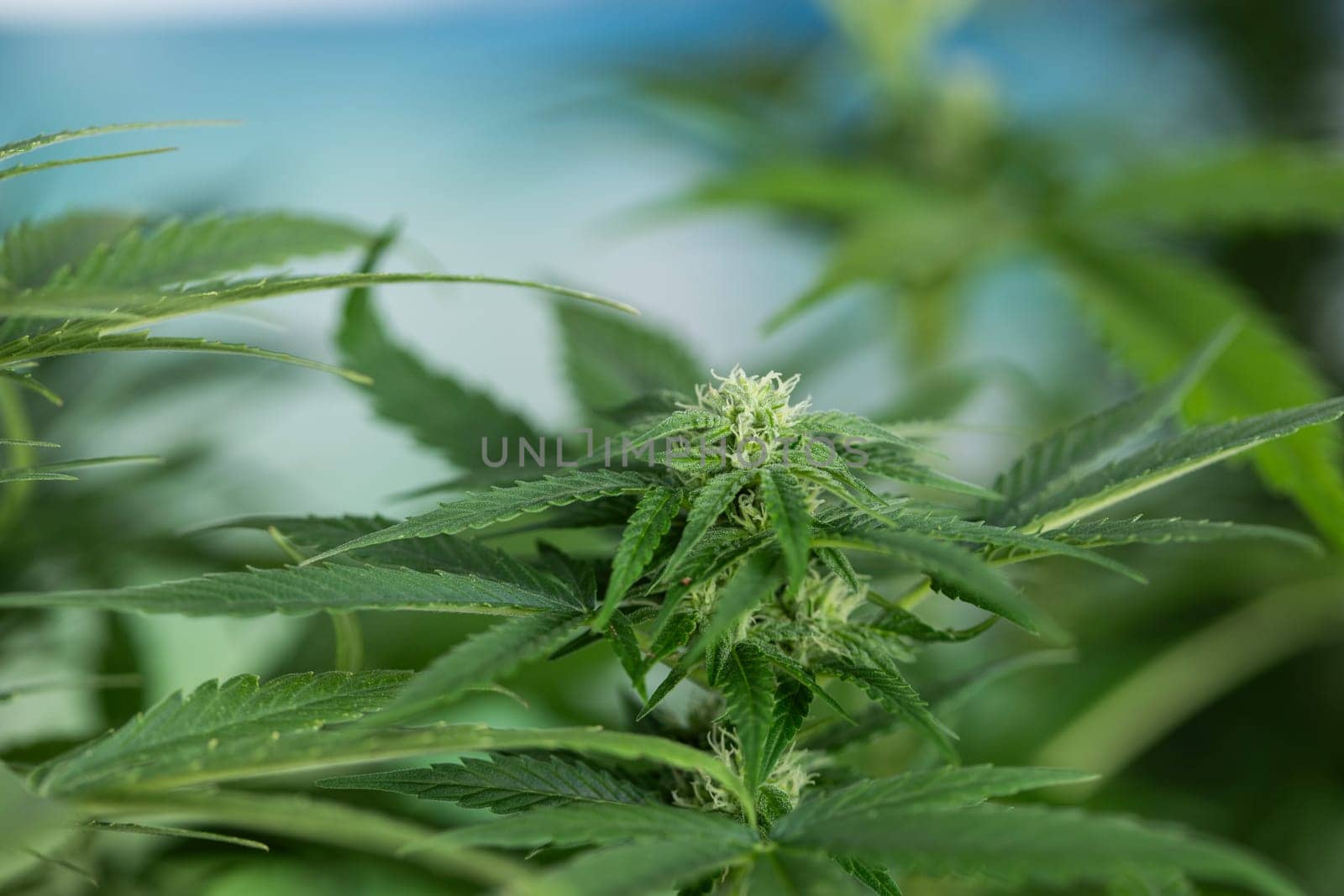 Marijuana, cannabis plant. cannabis plant