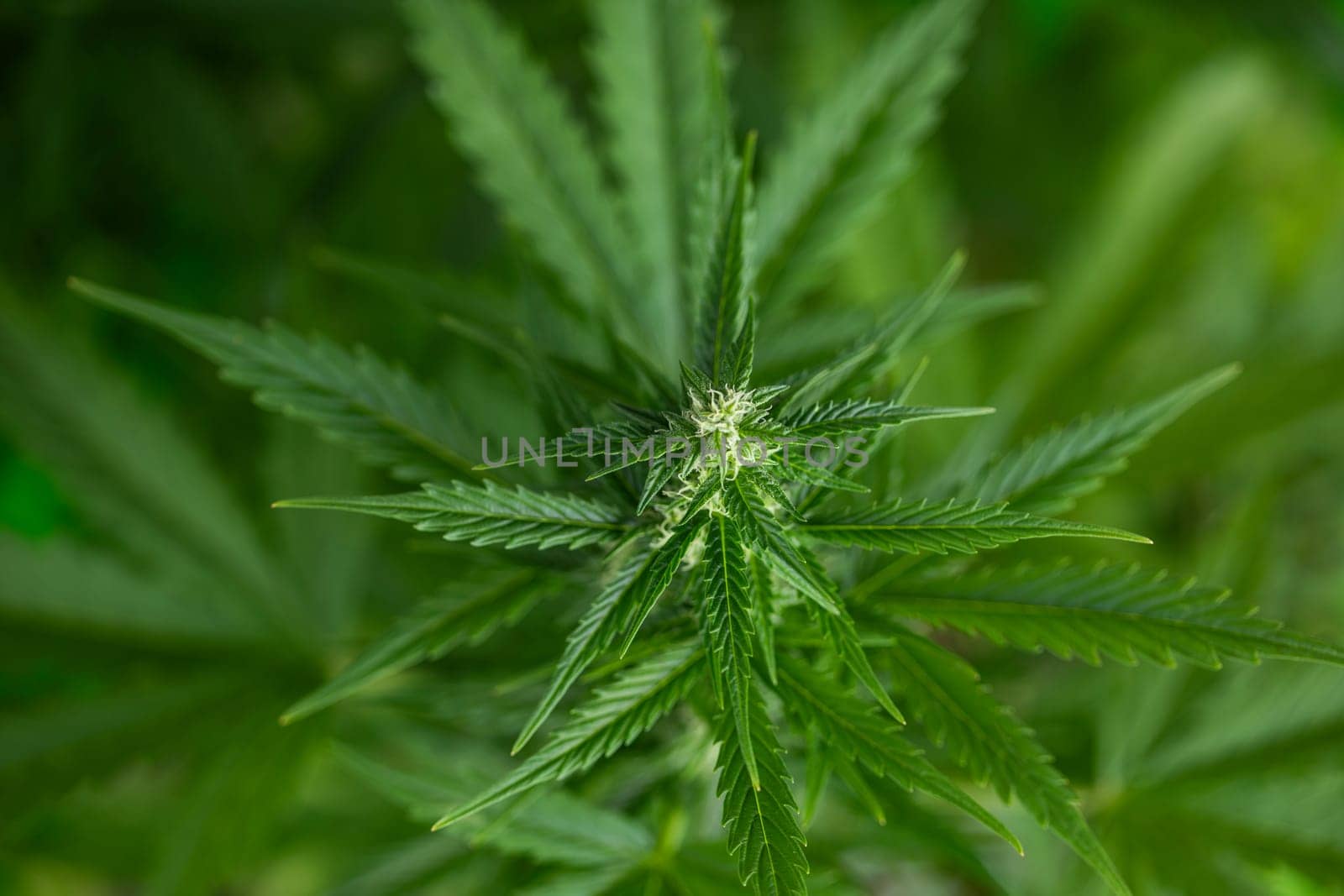 Cannabis leaf and marijuana plant. medical marijuana cannabis