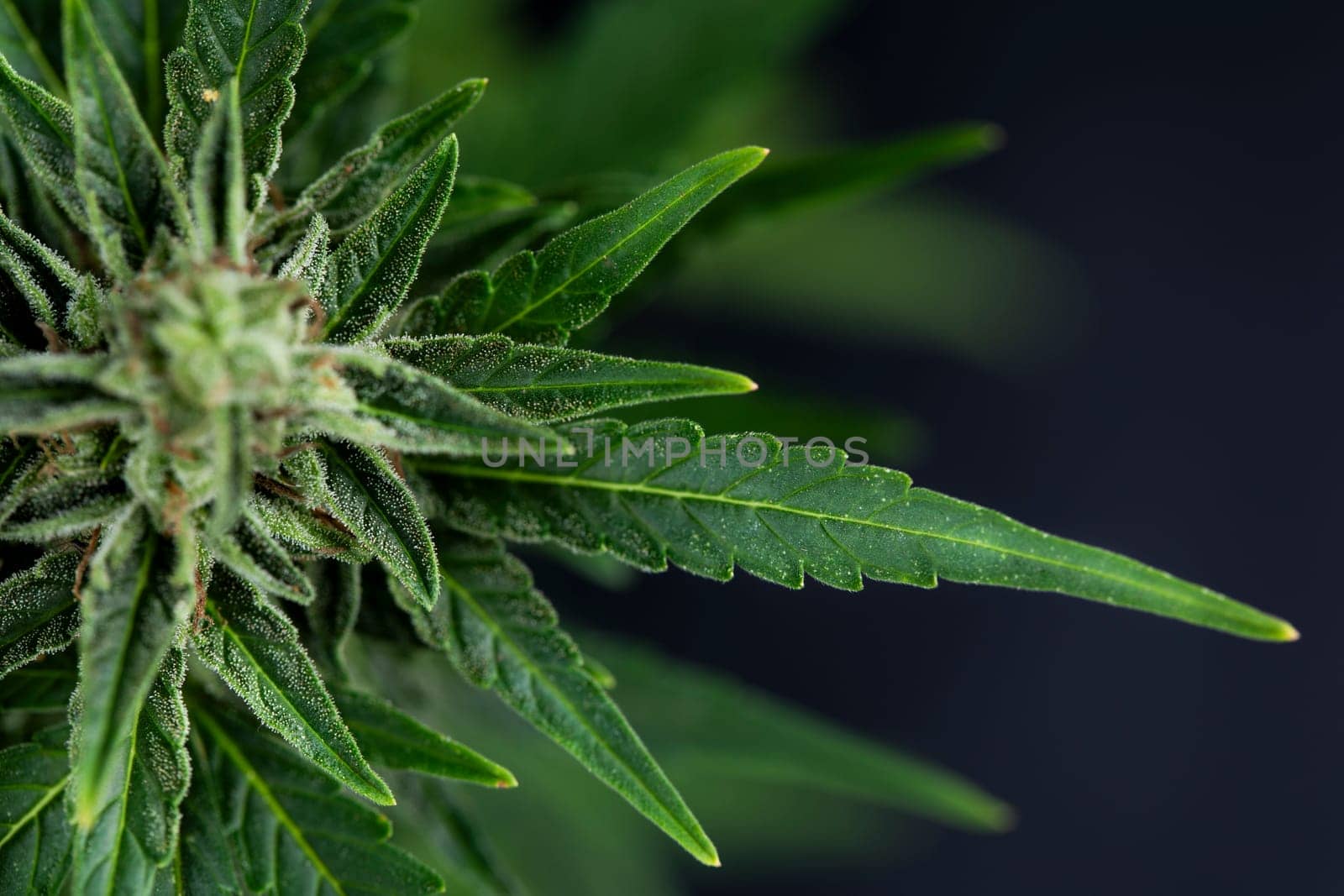 Cannabis leaves, Hemp medical plant, Marijuana