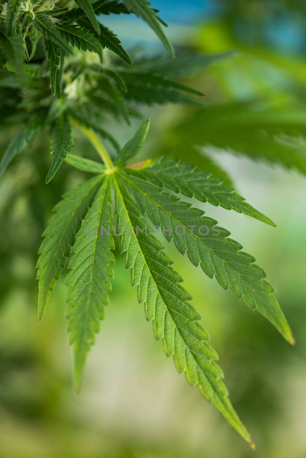 Close up view of green marijuana plant