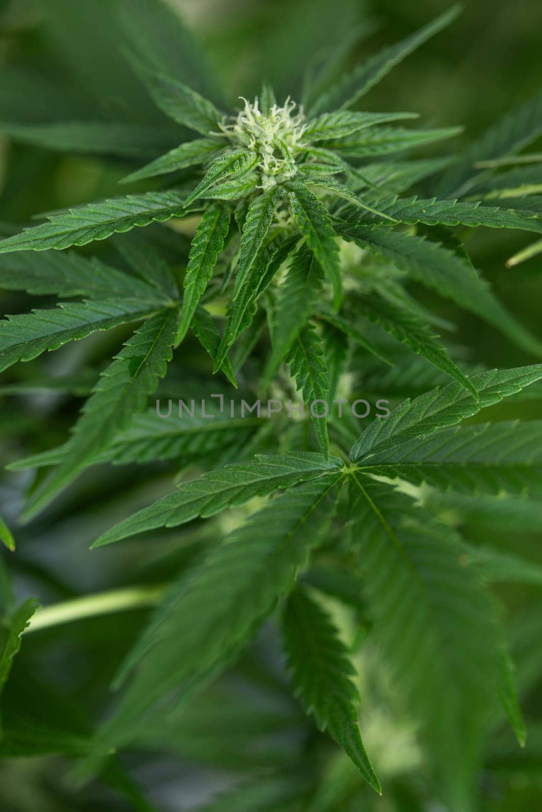 Close up view of green marijuana plant