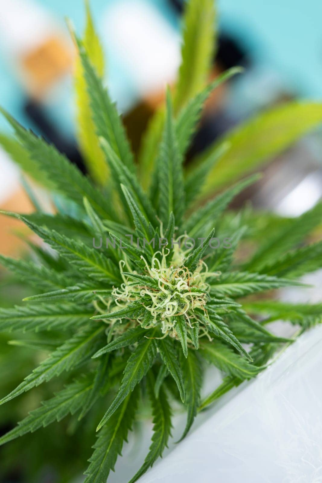 Marijuana plant with medical cannabis, cbd