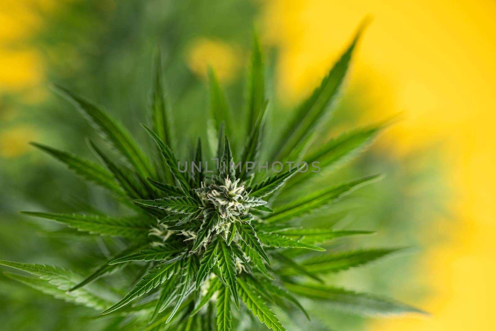 Cannabis leaves, Hemp medical plant, Marijuana