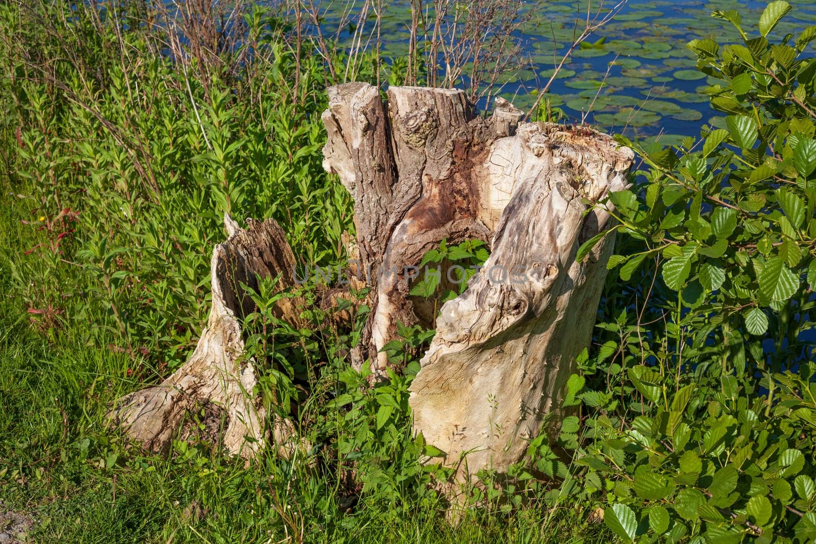 Old gnarled tree stump by a body of water, Germany
