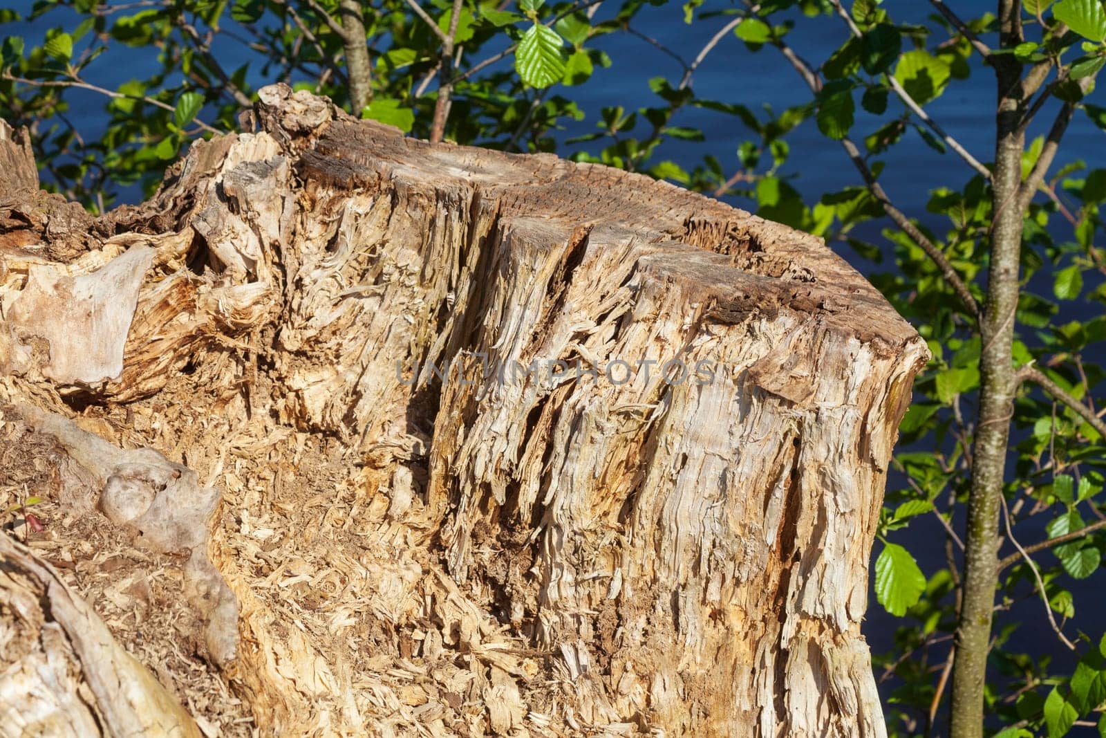 Old gnarled tree stump by a body of water, Germany
