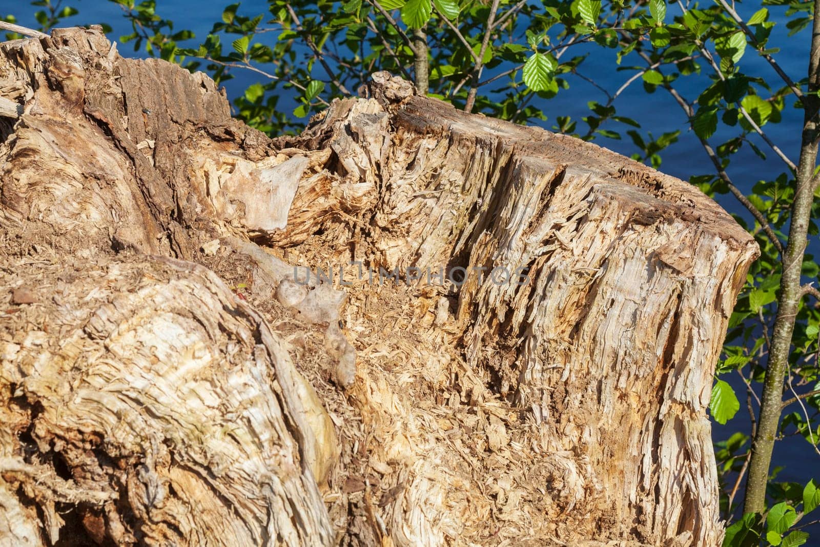 Old gnarled tree stump by a body of water, Germany