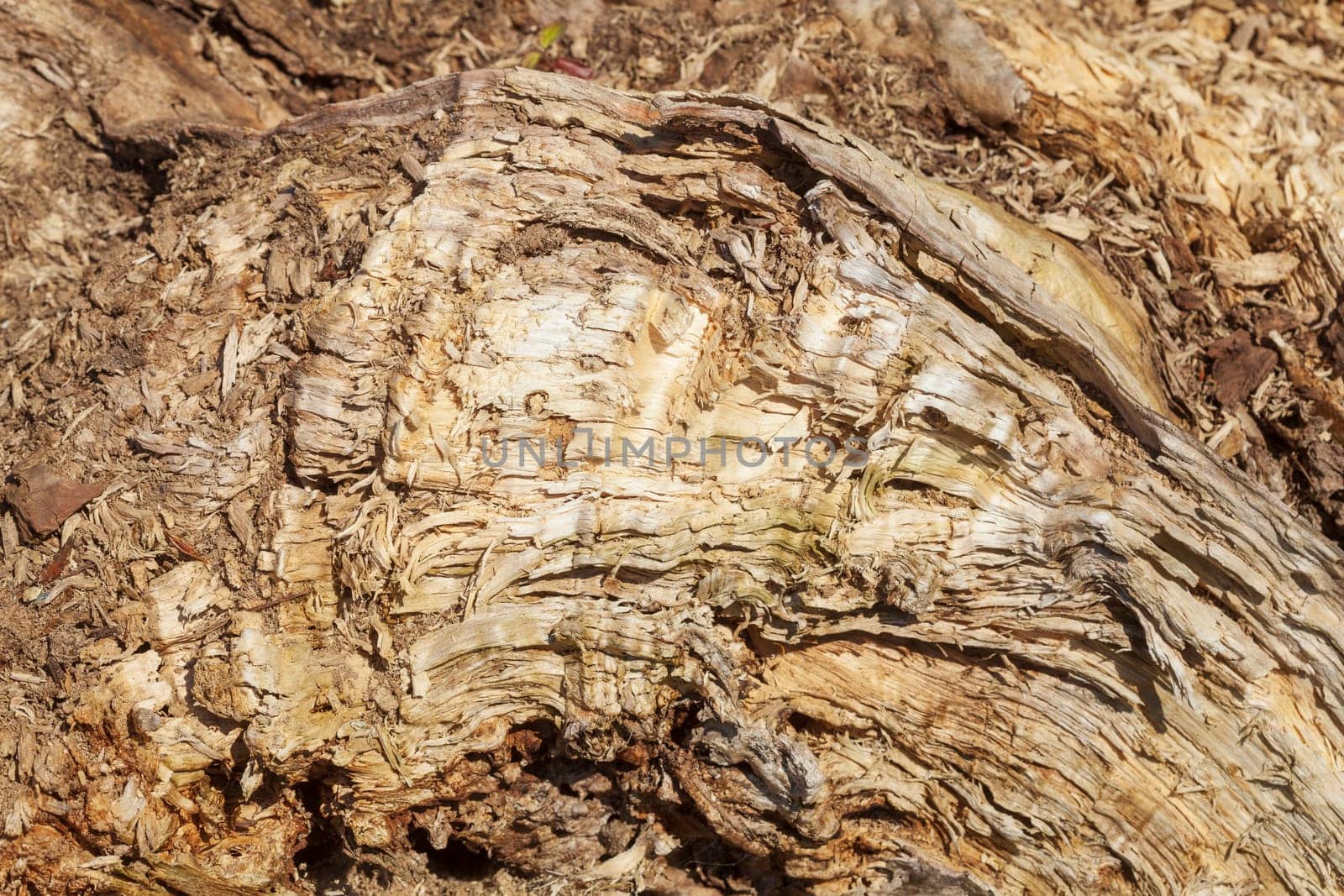 Old cracked brown weathered tree bark on a tree stump, wallpaper, Germany