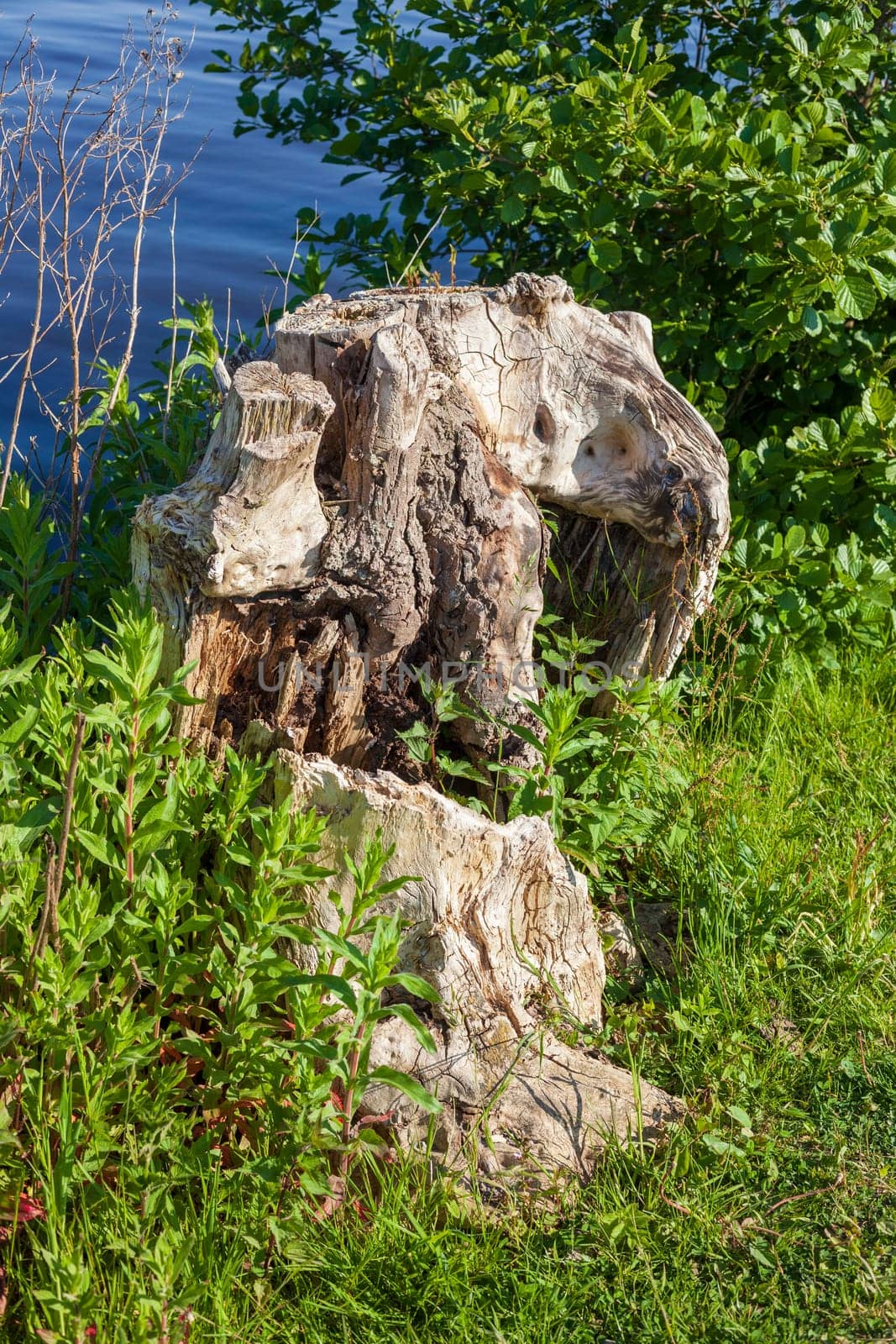 Old gnarled tree stump by a body of water, Germany