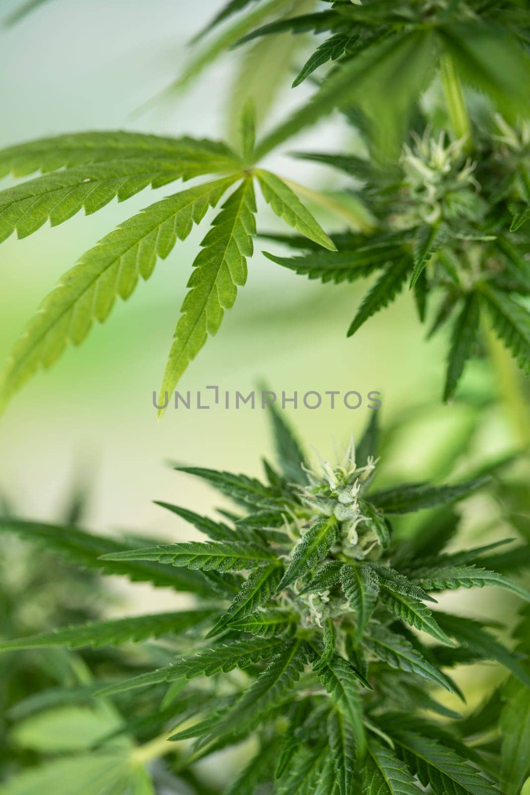 Cannabis leaves, Hemp medical plant, Marijuana