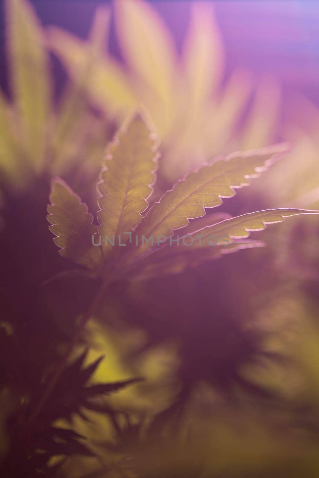 Green cannabis flowers, Weed medicine leaf, Marijuana