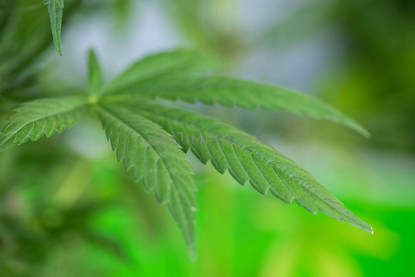 Marijuana, cannabis plant. cannabis plant