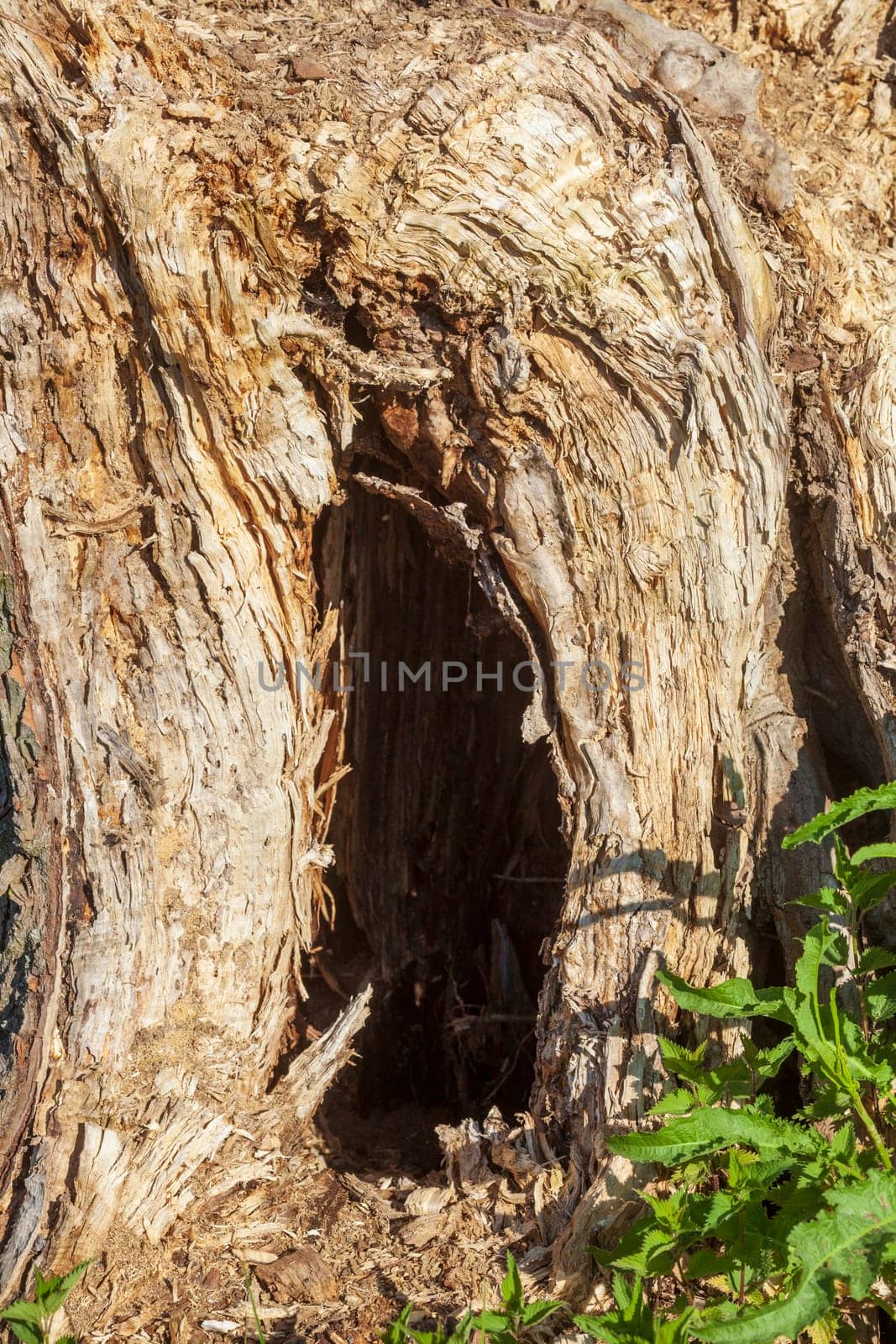 Old cracked brown weathered tree bark on a tree stump, wallpaper, Germany