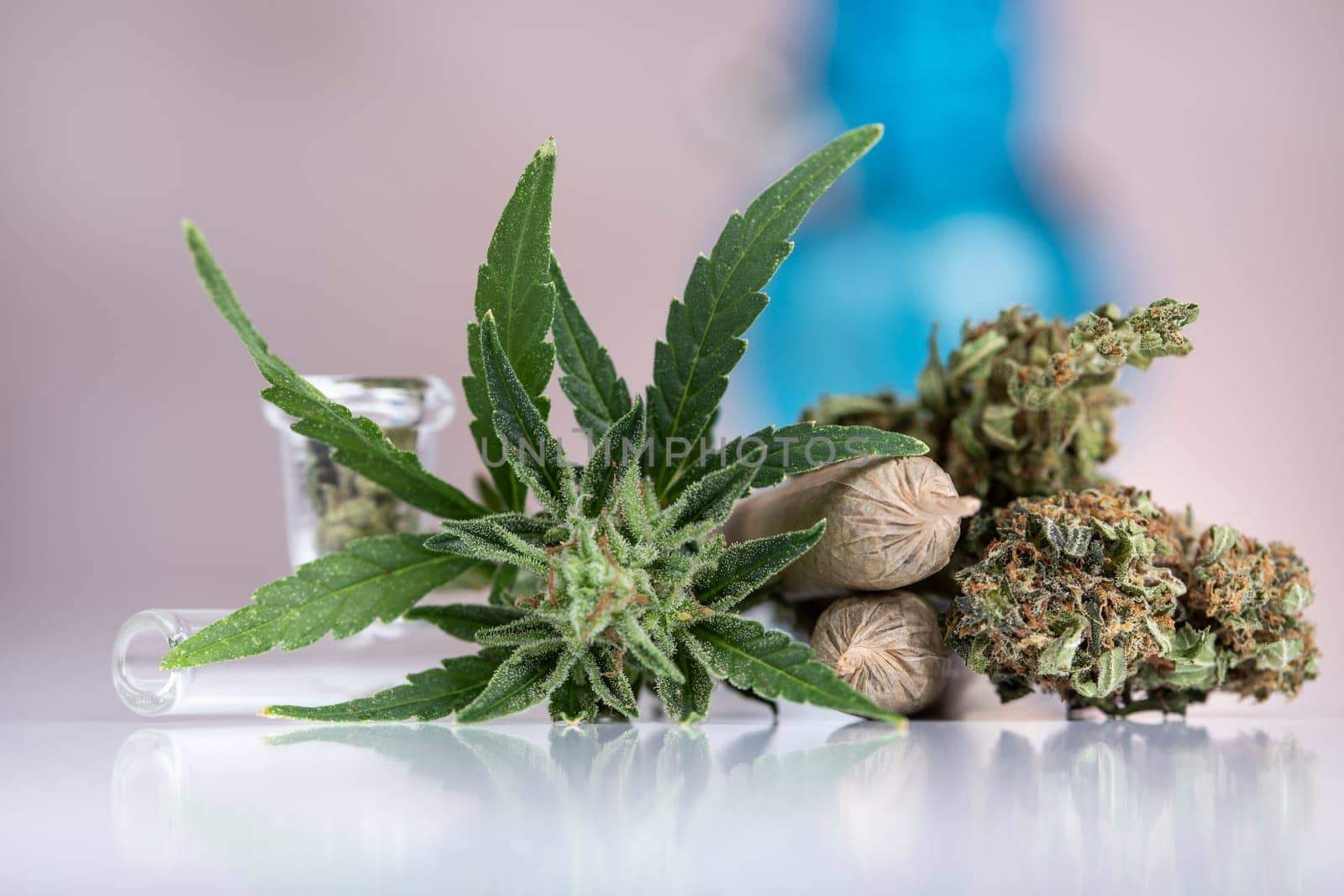 Weed of marijuana leaves and cannabis buds, cbd