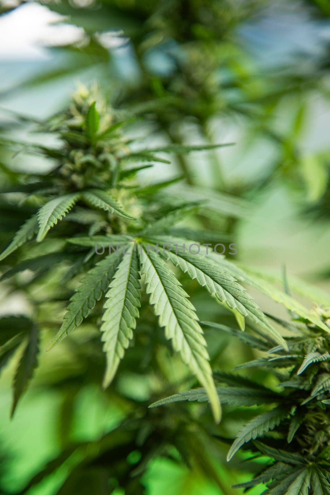Marijuana, cannabis plant. cannabis plant