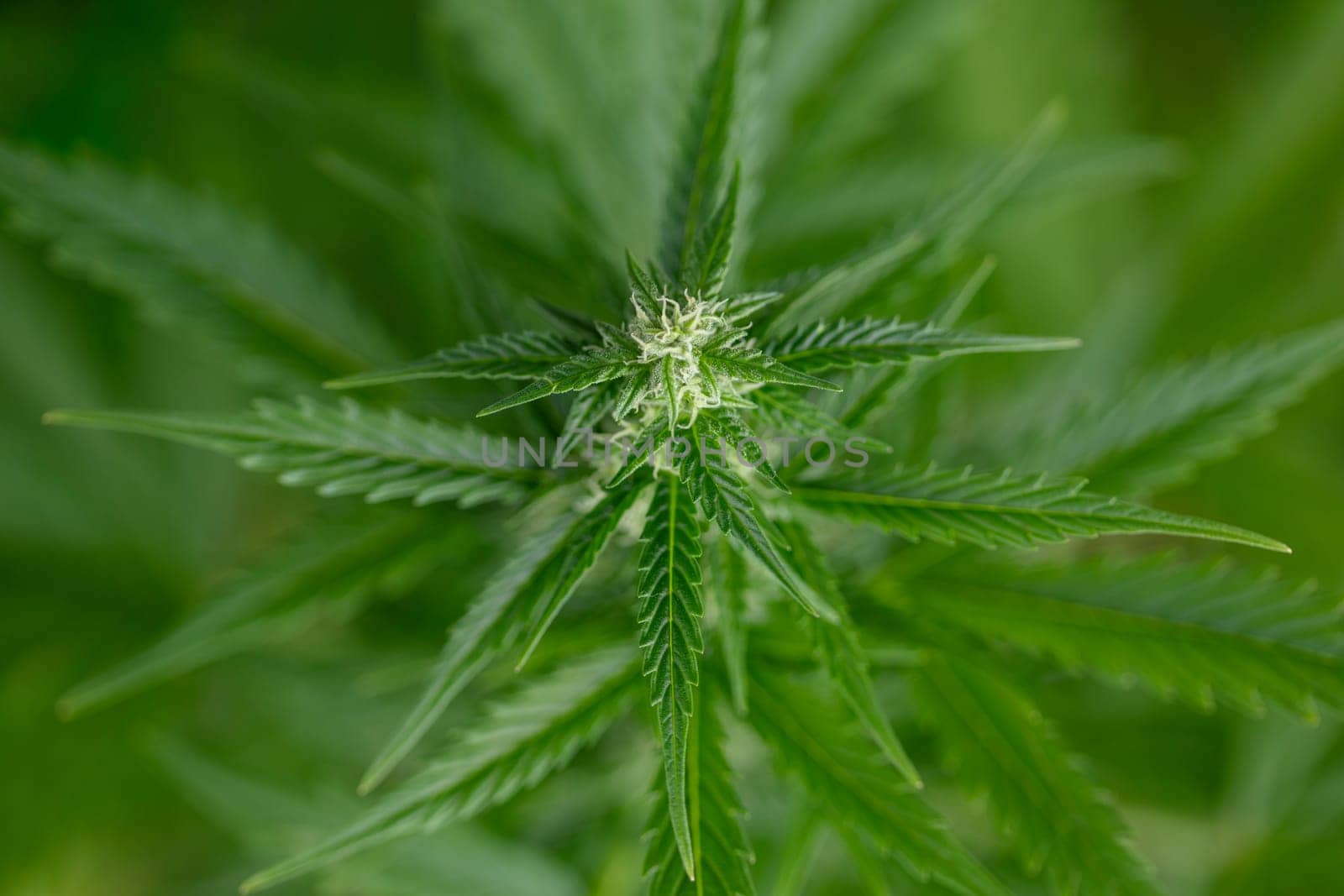 Cannabis leaf and marijuana plant. medical marijuana cannabis