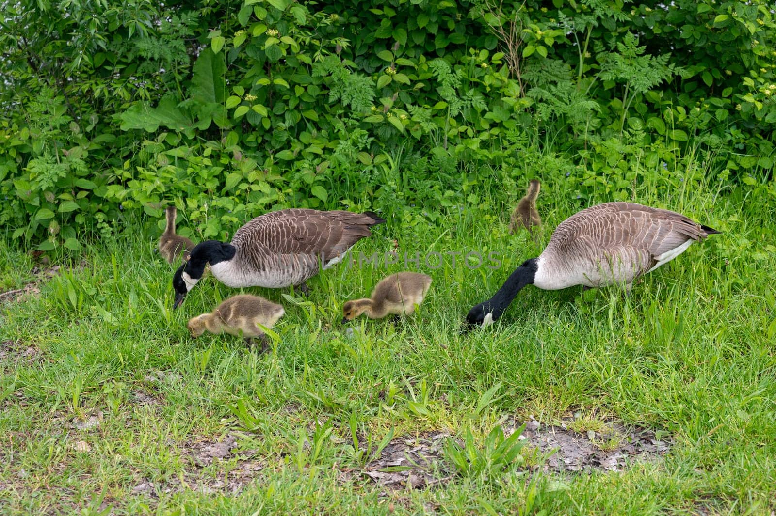 Family of Canada geese ( Branta canadensis ) with goslings in green grass in the nature