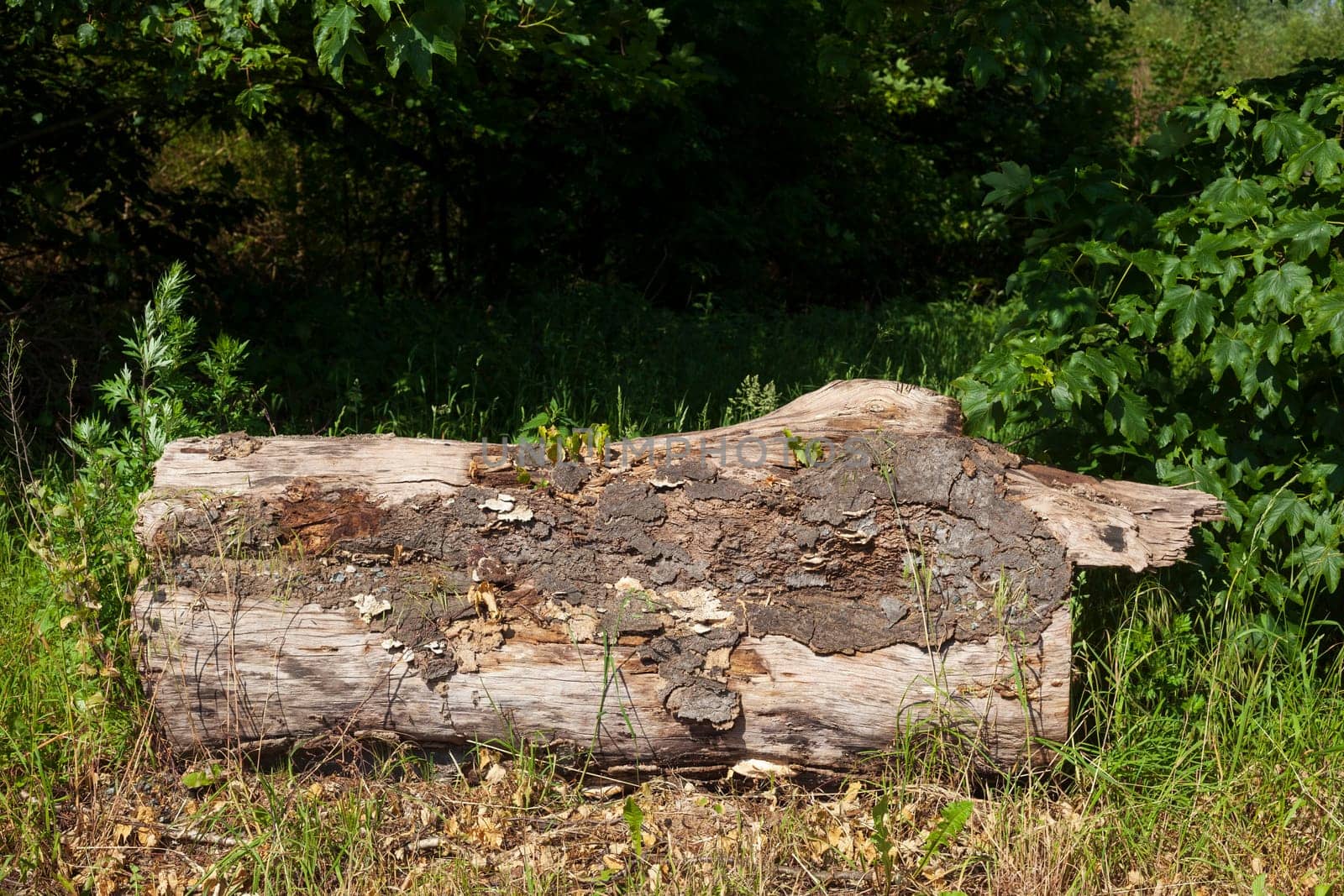 Sawed-off tree trunk lying on the ground in the forest, Germany