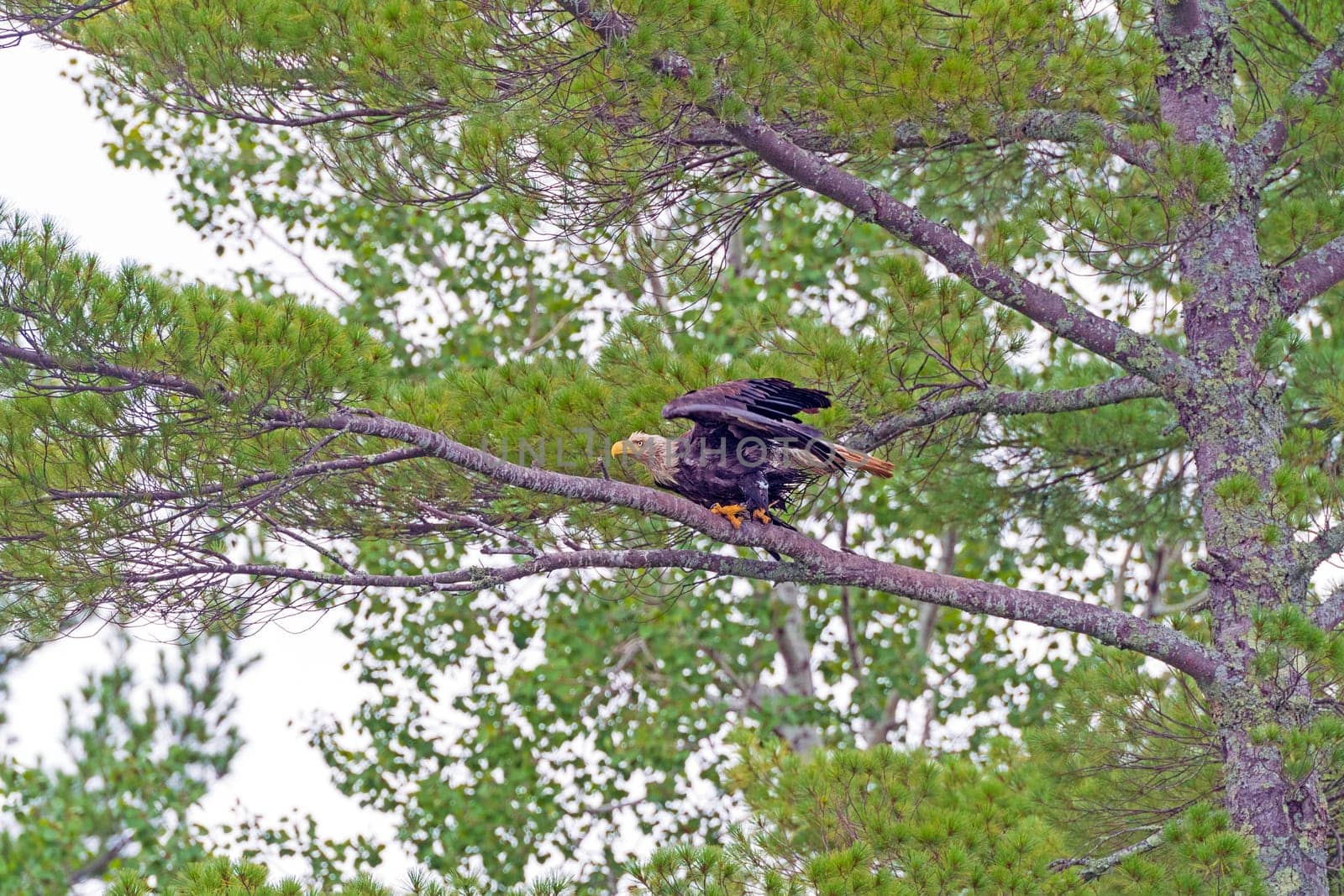 Bald Eagel Taking Off From a Tree in Sioux Narrows Provincial Park in Ontario