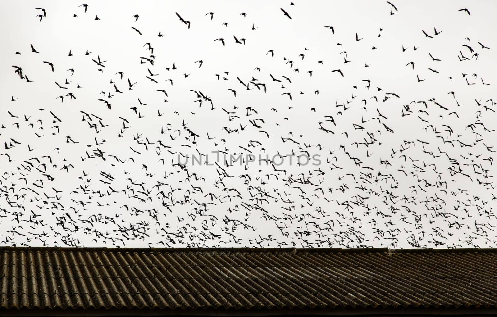 Detail of a large group of birds flying in nature