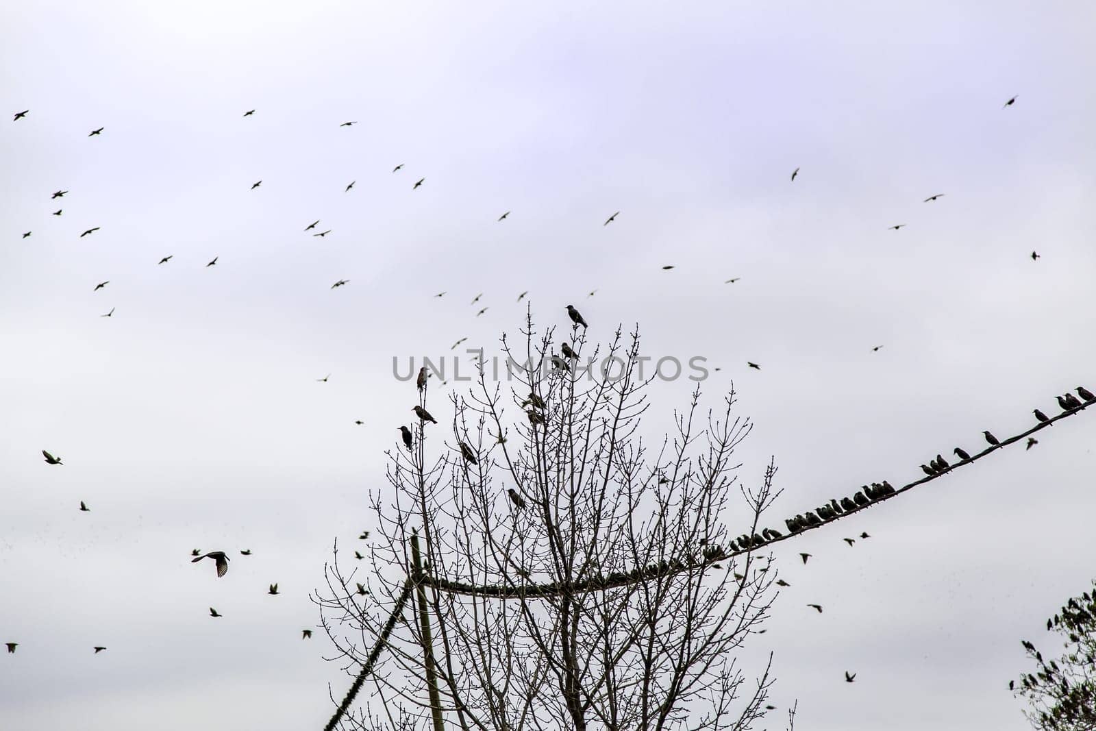 Detail of a large group of birds flying in nature