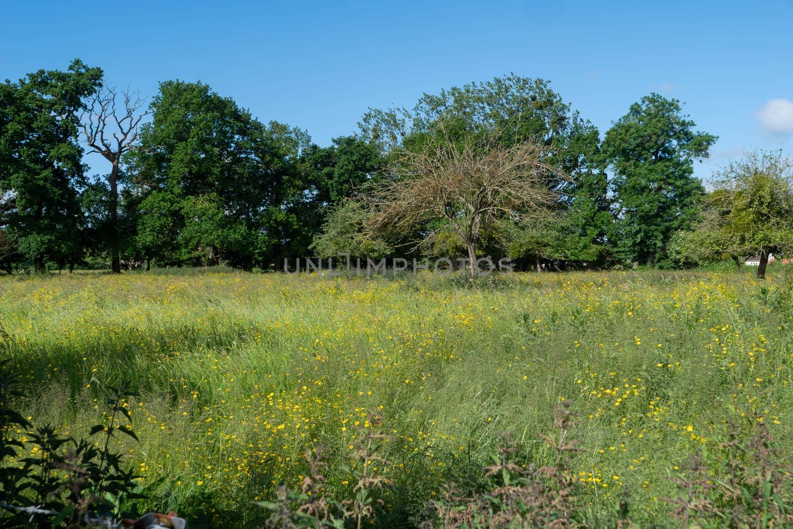 Buttercup field meadow in the Normandy countryside