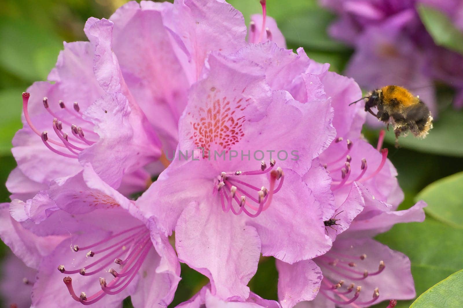 Bumblebee approaching a flower to collect nectar. Insect pollinating pollen in nature. Animal photo