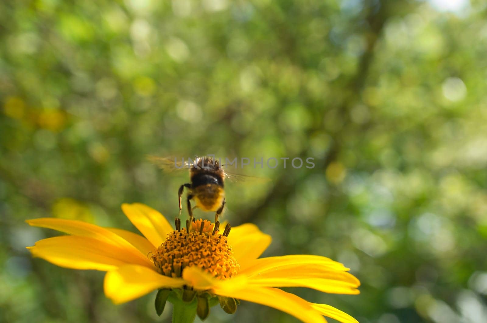 Honey bee collecting nectar on a flower. Insect photo from nature. Animal Photo
