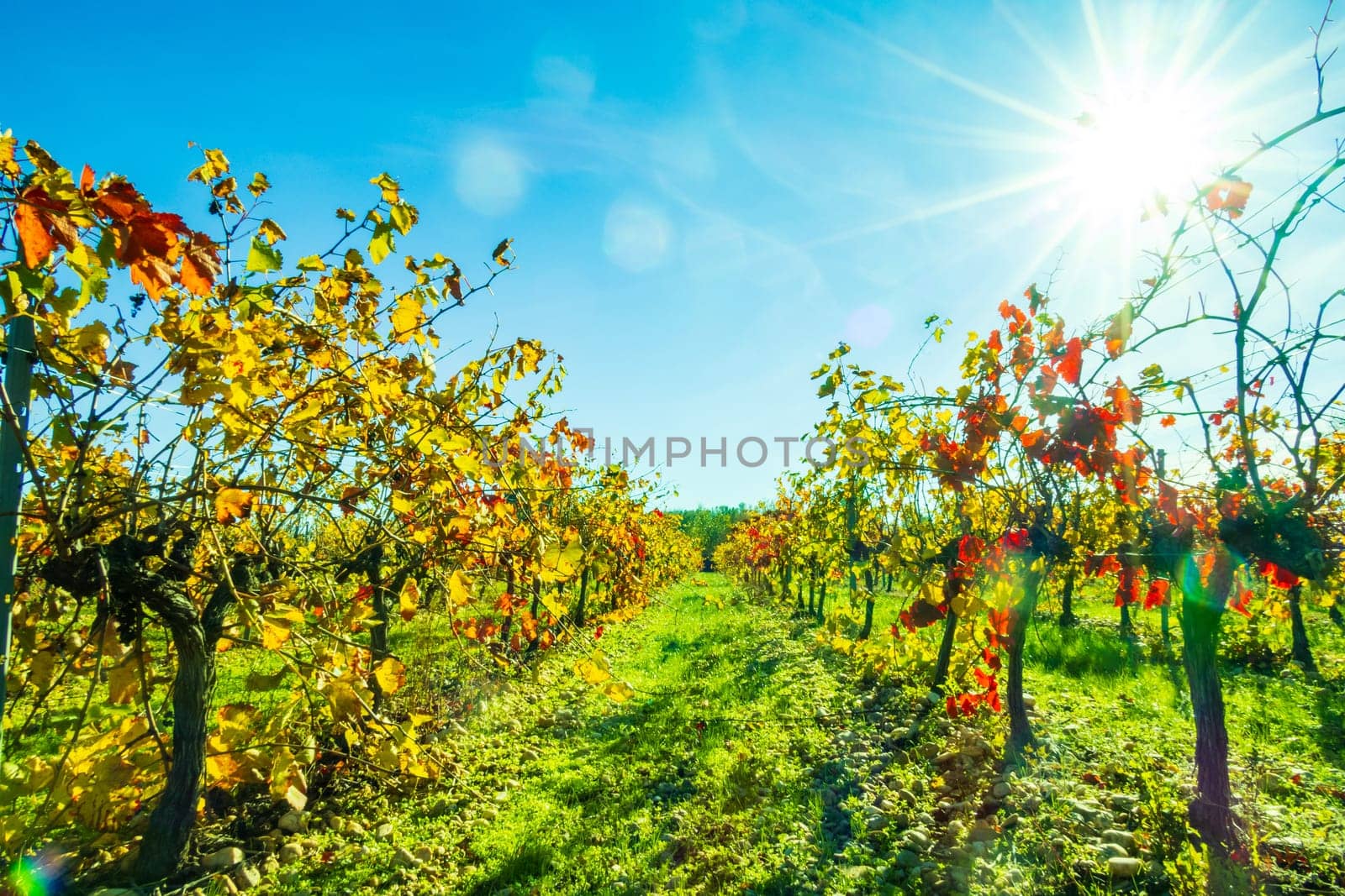 Autumnal harvested vineyard backlit with bright red foliage photographed against the blue sky near Avignon