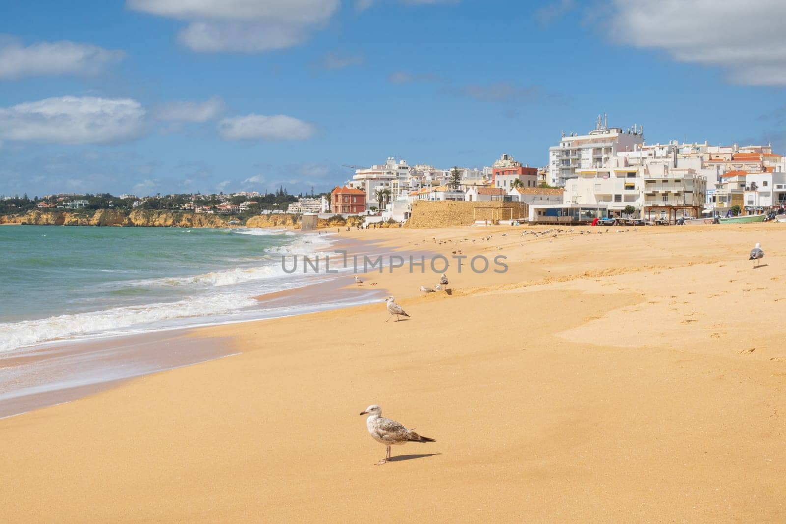 Seagulls on the beach at Armação de Pêra,  Algarve, Portugal