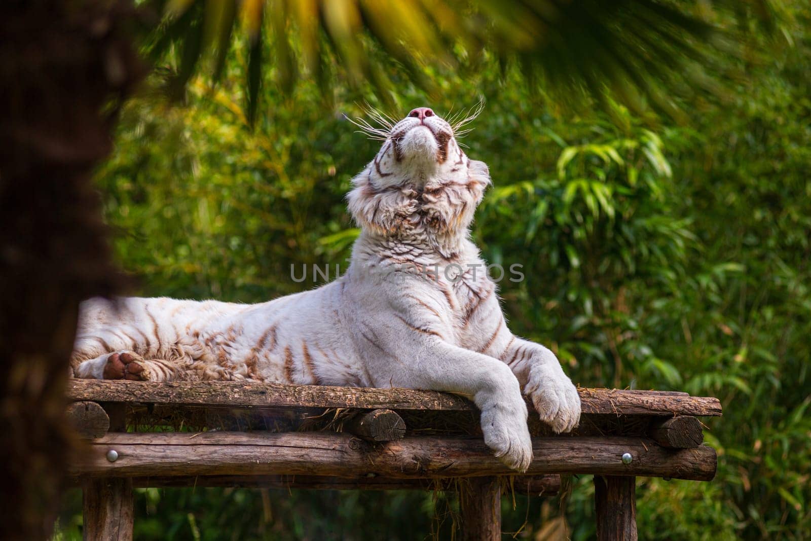 Funny white tiger relaxing, lying on a wooden structure in nature and looking up