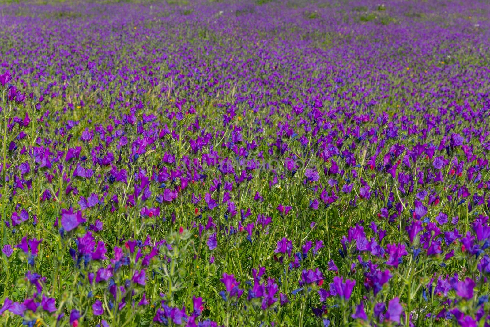 Viborera (Echium vulgare). Purple flowers in a field outside Granada, Andalucia, Spain