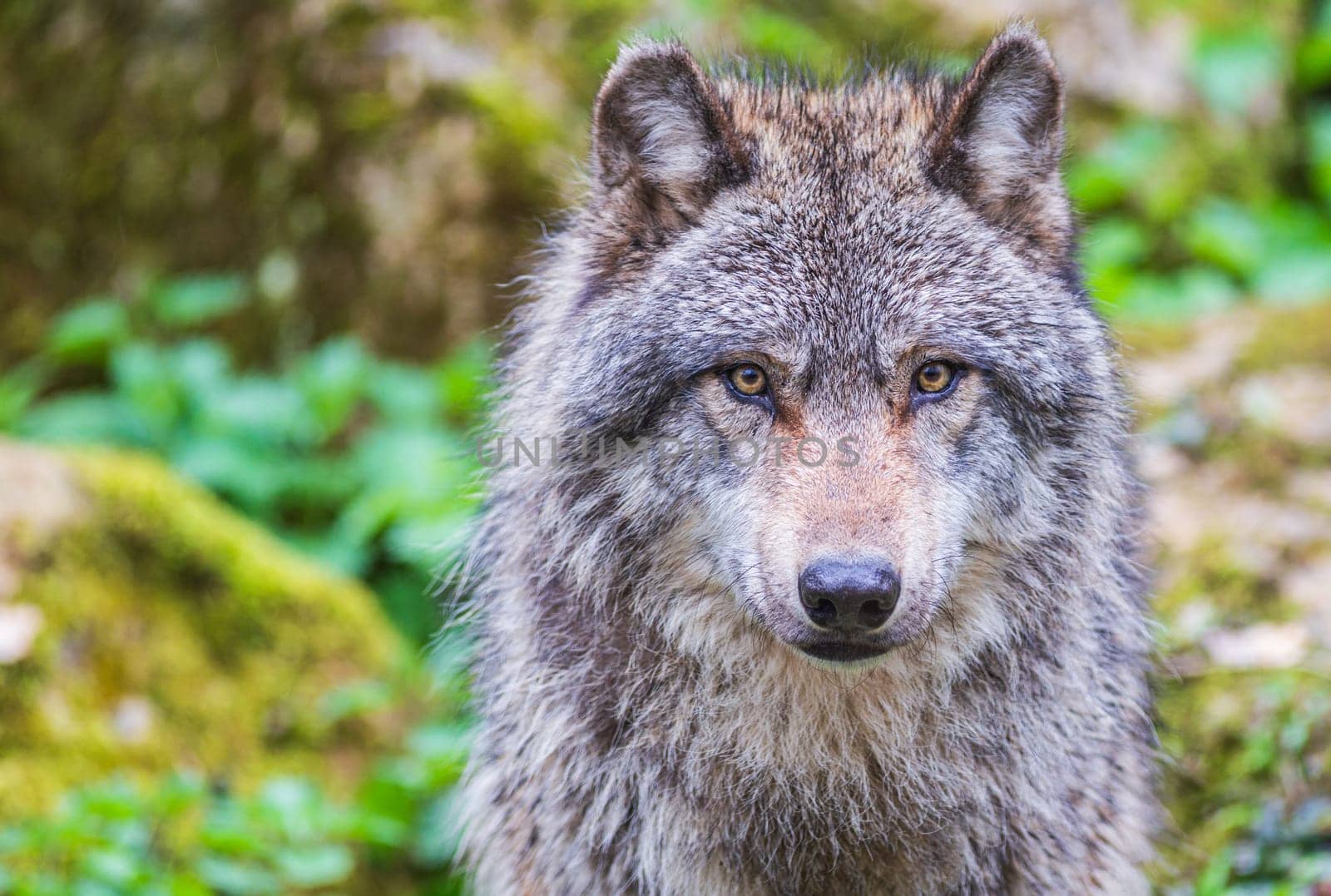 Expressive Gray wolf, also known as timber wolf, looking intently at you in the forest