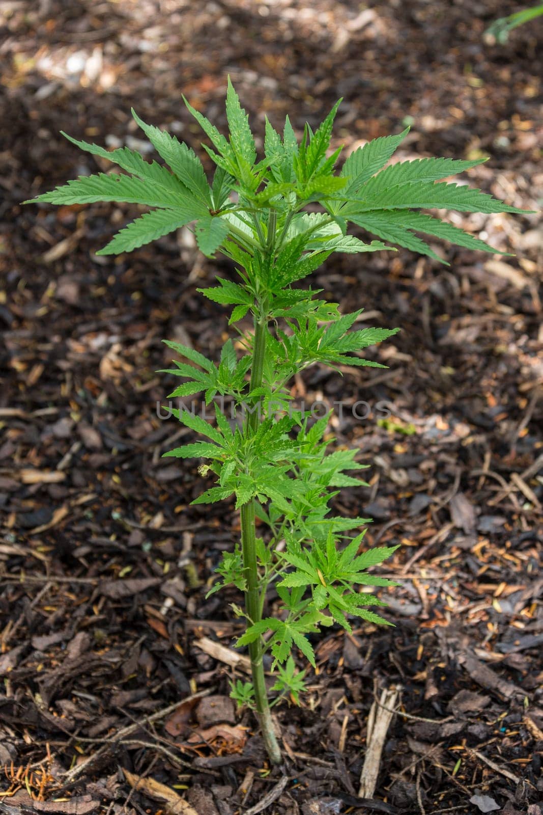 Cannabis Plant - Cannabis has long been used for hemp fiber, for hemp oils, for medicinal purposes, and as a recreational drug. Industrial hemp products are made from cannabis plants selected to produce an abundance of fiber. To satisfy the UN Narcotics Convention, some cannabis strains have been bred to produce minimal levels of tetrahydrocannabinol (THC), the principal psychoactive constituent. Many plants have been selectively bred to produce a maximum of THC (cannabinoids), which is obtained by curing the flowers. Various compounds, including hashish and hash oil, are extracted from the plant.