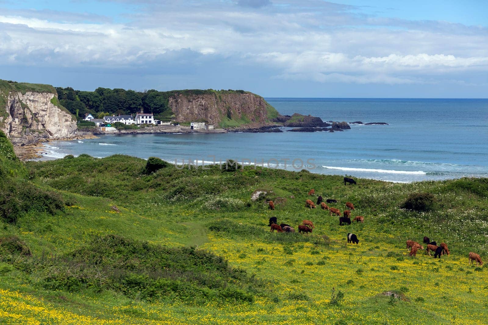 White Park Bay (also spelled Whitepark Bay) has three-mile long beach near Ballycastle, County Antrim on the north coast of Northern Ireland. Sheep and cattle graze the hills and beach along the bay, which has been under the care of the National Trust for Places of Historic Interest and Natural Beauty since 1938