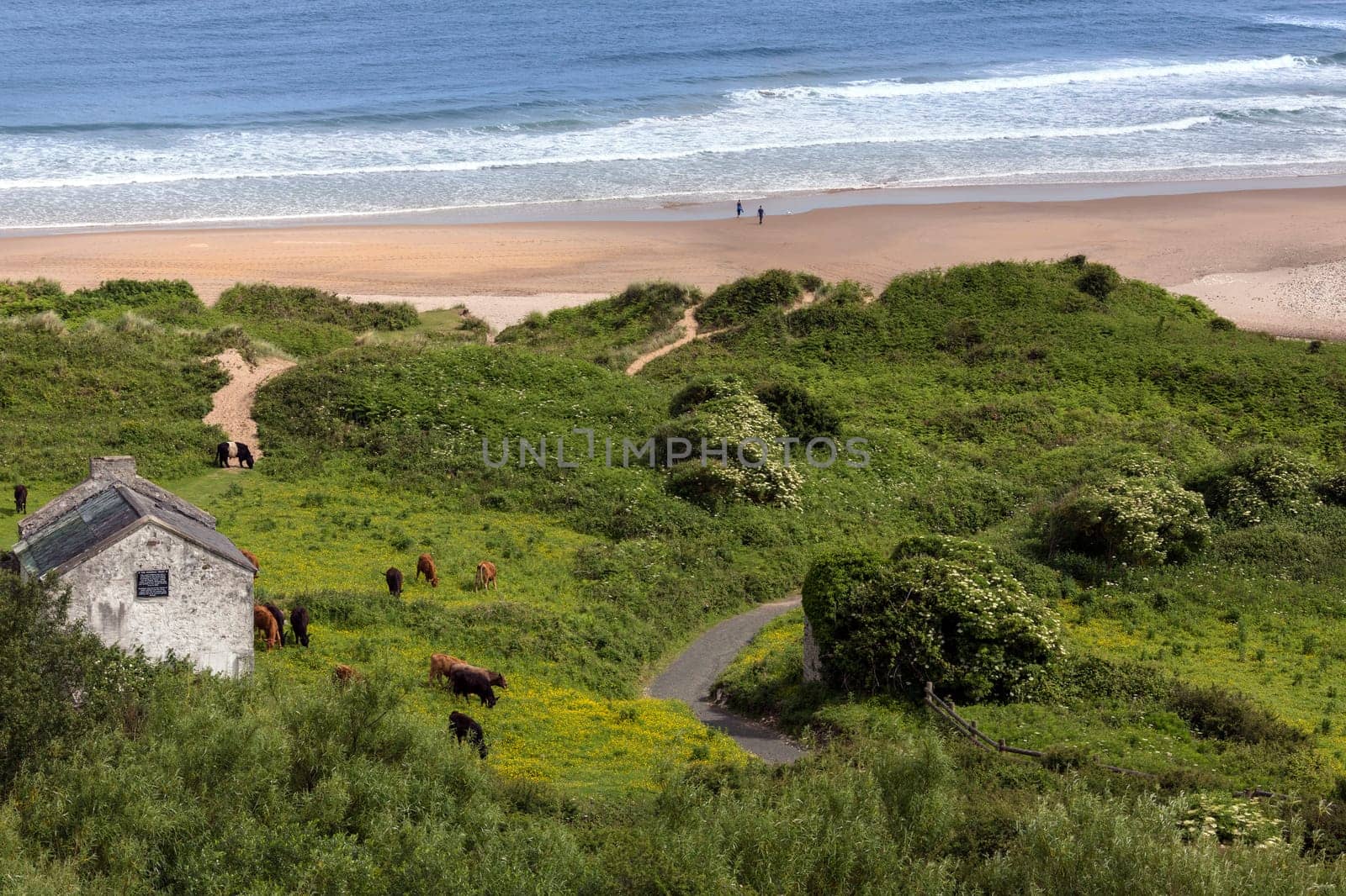 White Park Bay (also spelled Whitepark Bay) has three-mile long beach near Ballycastle, County Antrim on the north coast of Northern Ireland. Sheep and cattle graze the hills and beach along the bay, which has been under the care of the National Trust for Places of Historic Interest and Natural Beauty since 1938