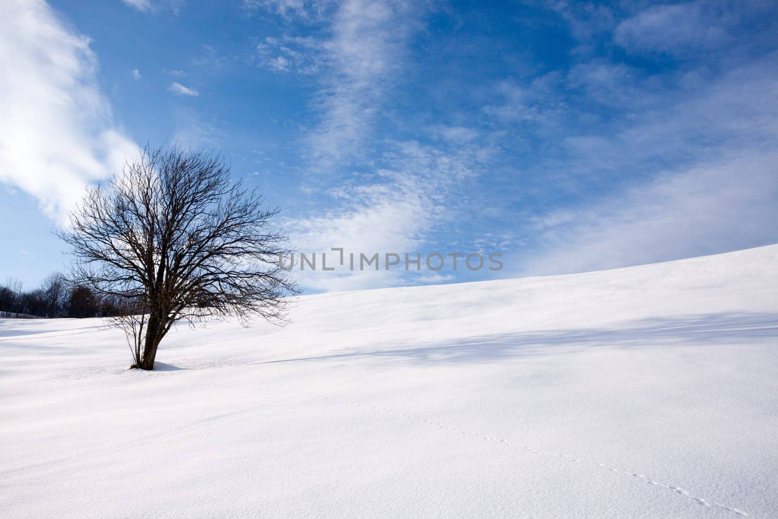Winter landscape with an isolated tree over a blue sky