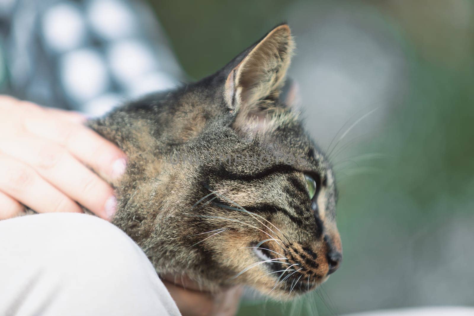 Tabby cat with striking green eyes being gently petted by a hand, creating a serene and content expression. The background is softly blurred, highlighting the cat's detailed fur pattern