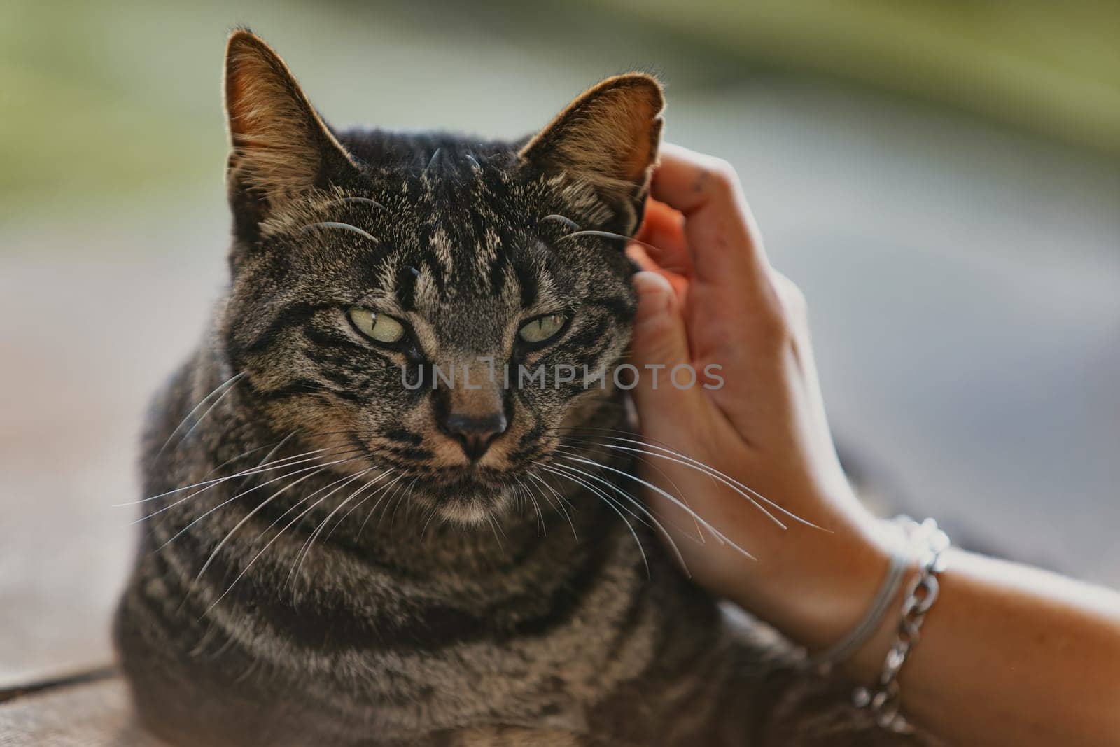 tabby cat with green eyes and intricate fur markings is being gently stroked by a person's hand. The cat looks calm and content, with a softly blurred background adding depth