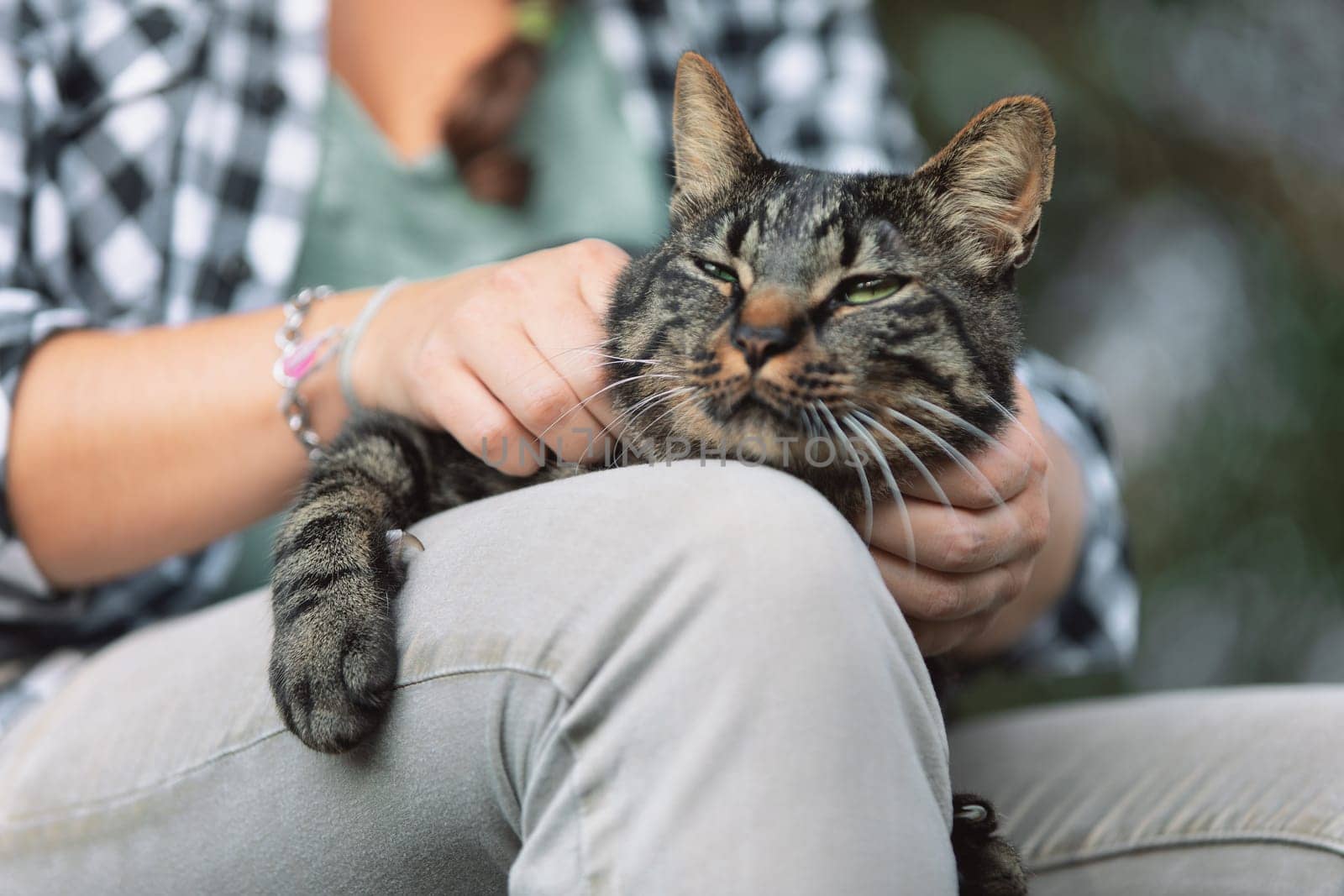 tabby cat, characterized by its green eyes and detailed fur patterns, is being petted. The cat's calm expression contrasts with the softly blurred background, emphasizing its serene demeanor
