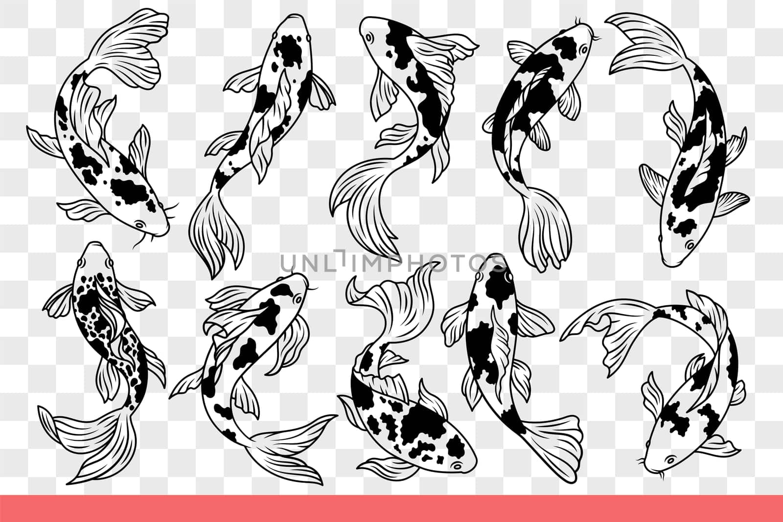 Japanese carp fish with spotted body and large fins swims in different positions. Traditional oriental fish living in national praks and tropical reserves of asia. Hand drawn doodle
