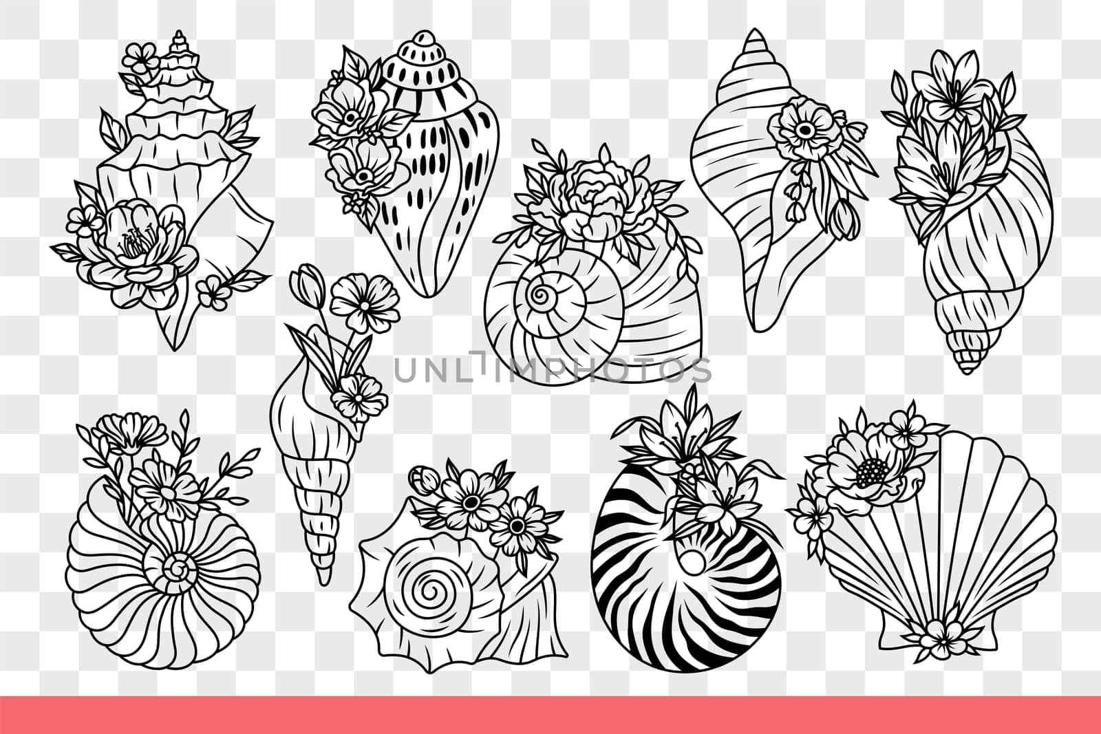 Seashells of sea inhabitants and underwater animals with flowers. Beautiful seashells from clams and oysters or mussels found on ocean shore with tropical beach. Hand drawn doodle.
