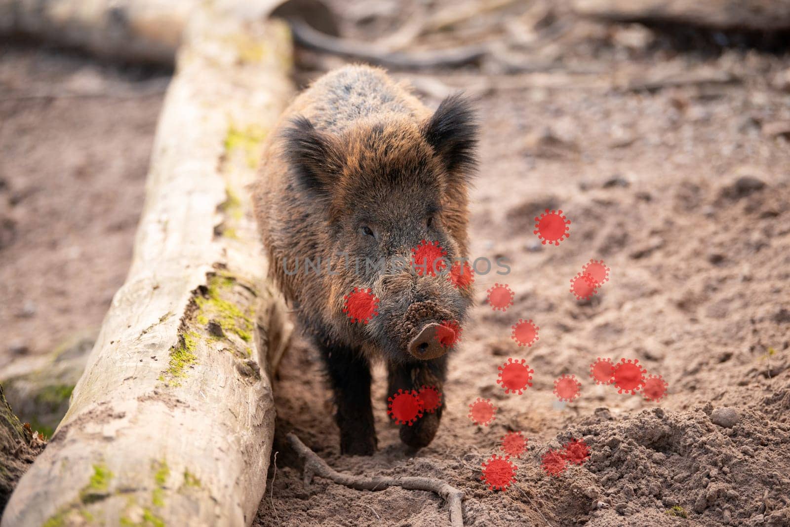African swine fever, ASFV virus outbreak, infected wild boar, infectious disease spreading to forest animals