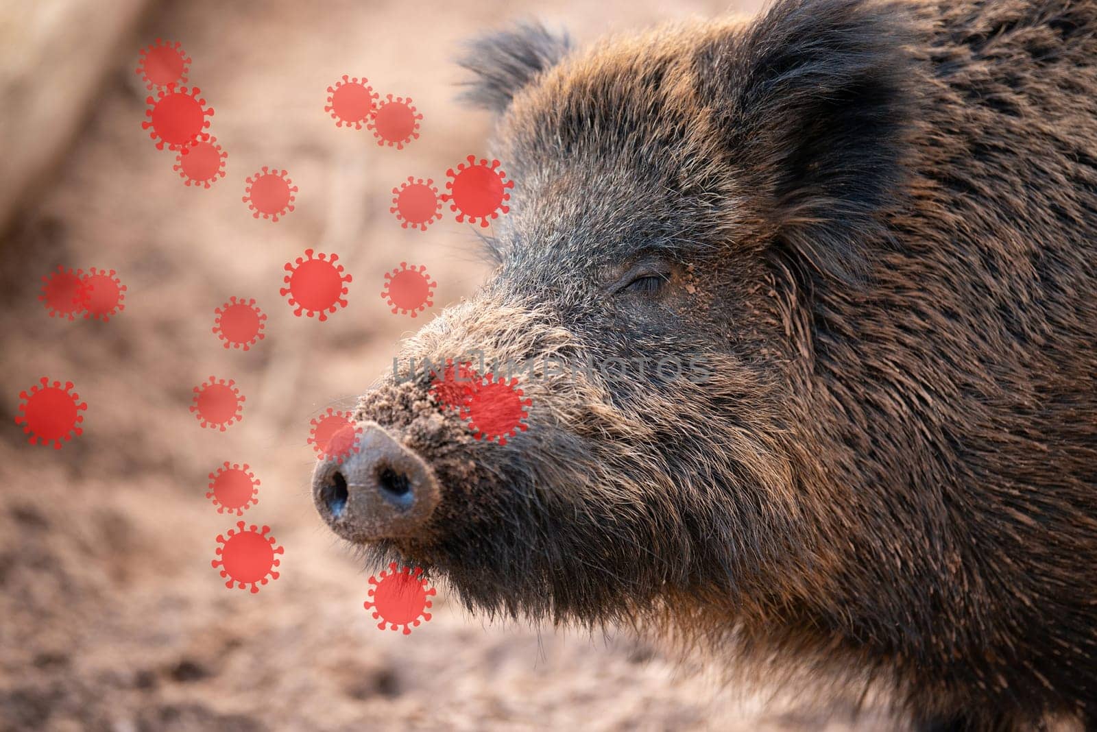 African swine fever, ASFV virus outbreak, infected wild boar, infectious disease spreading to forest animals