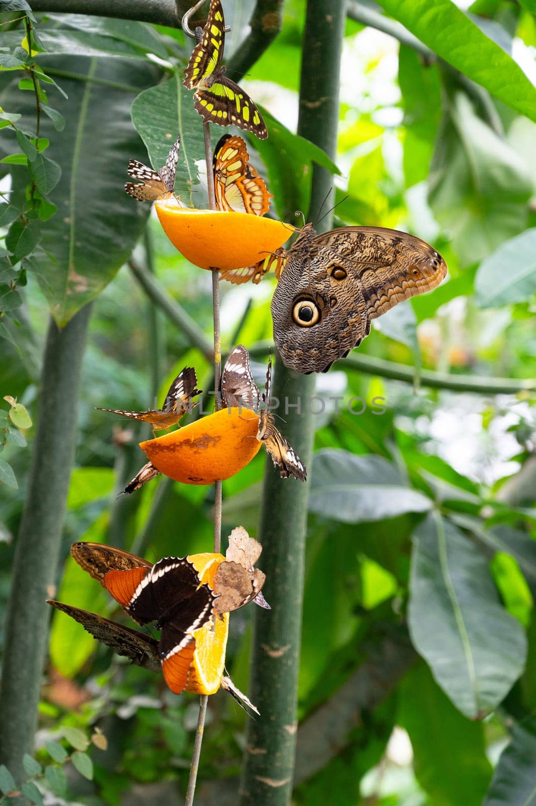 Banana or giant owl butterfly sitting on a tree trunk, Caligo telamonius memnon insect, rainforest of Mexico and South America, Amazonas