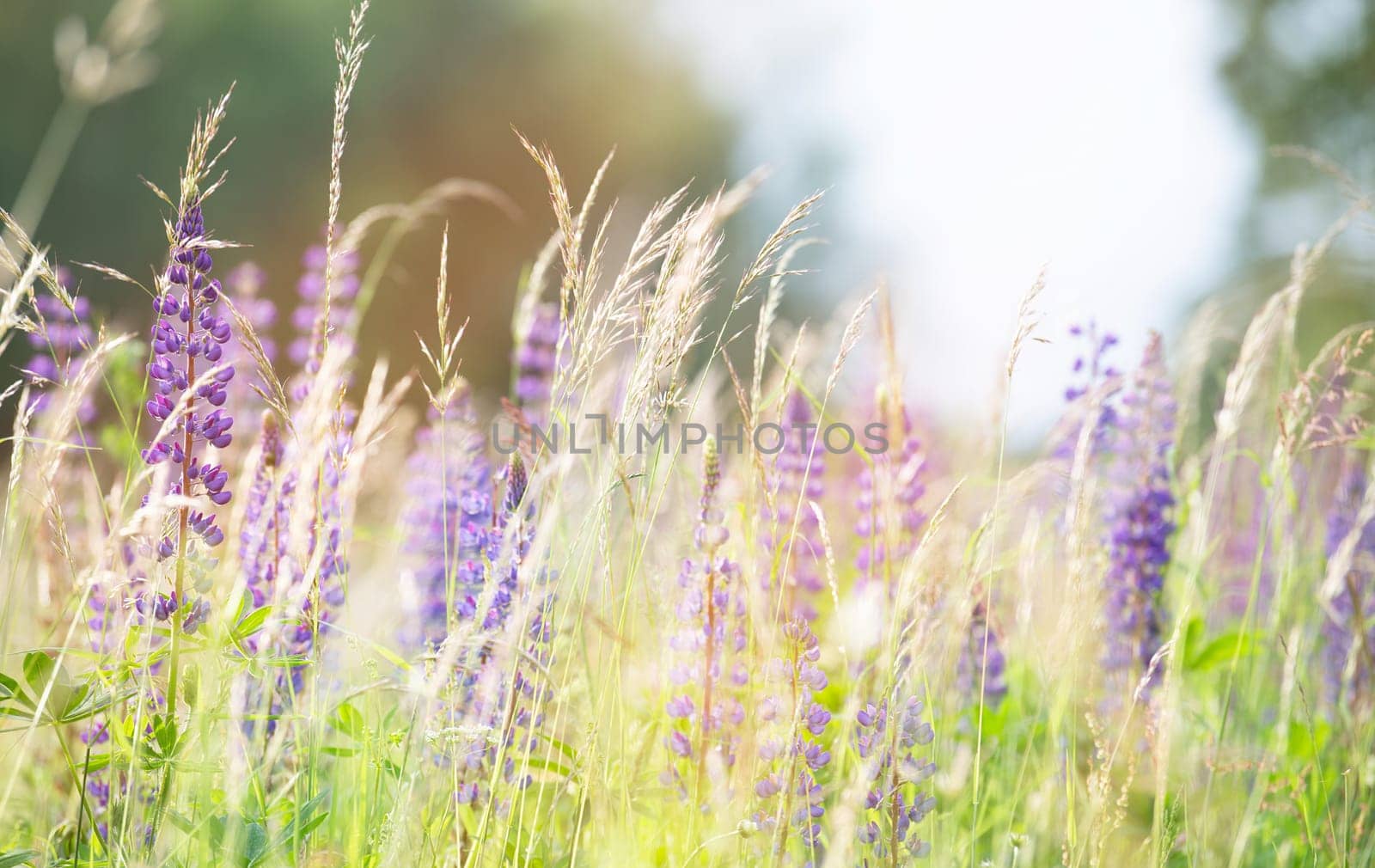 Wild lupins on a meadow in Germany, purple colored flowers in summer, lupine field blooming