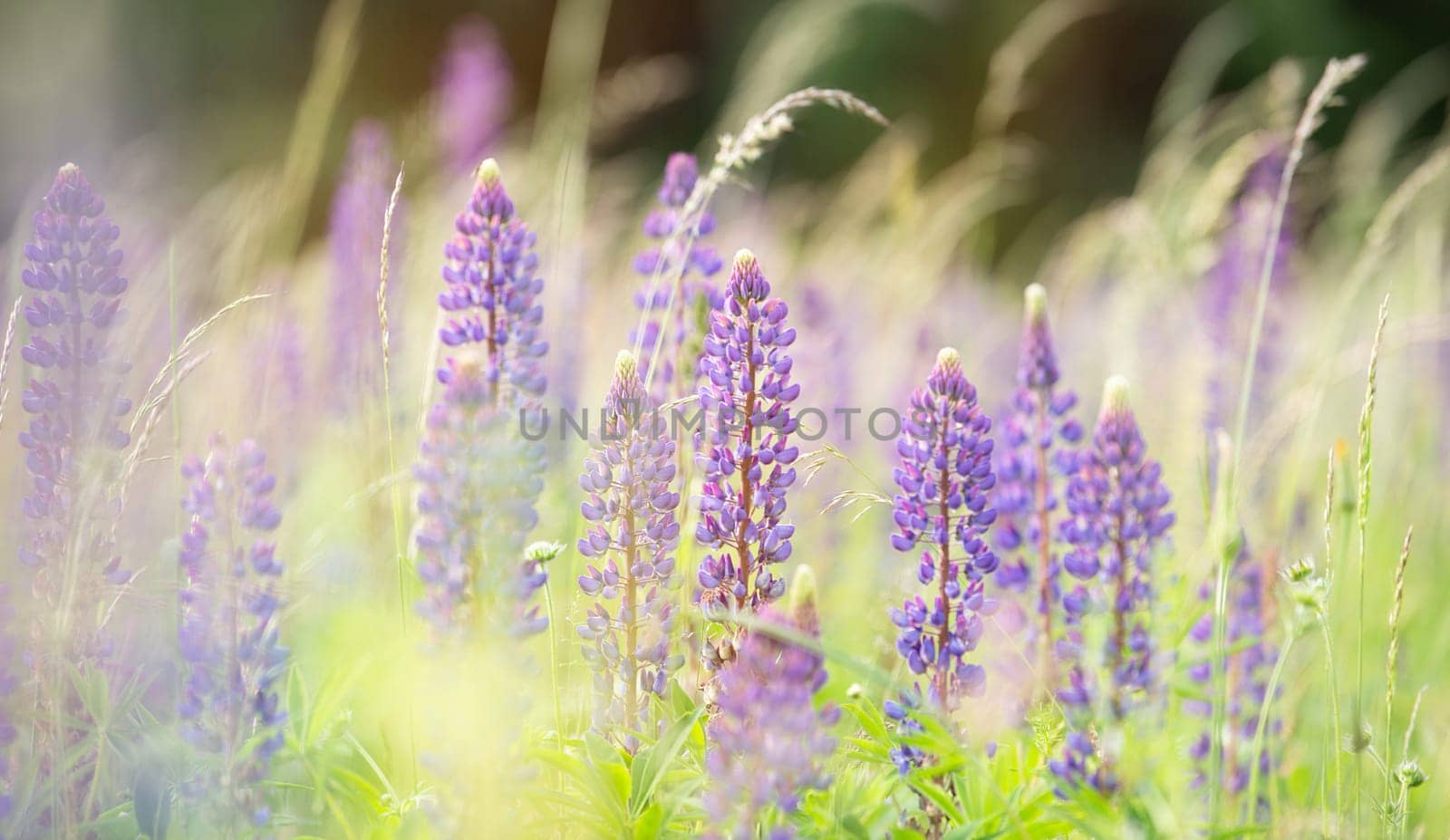 Wild lupins on a meadow in Germany, purple colored flowers in summer, lupine field blooming