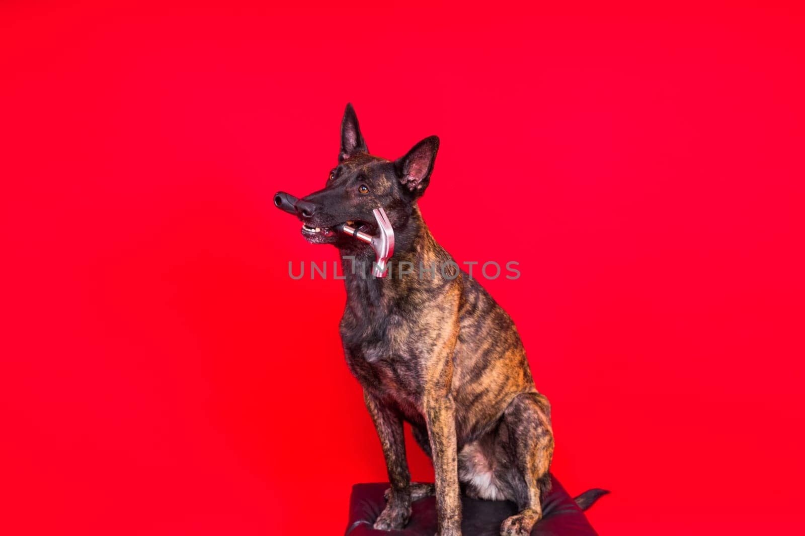 Cute dog with hammer. isolated on a red yellow studio background. dutch shepherd
