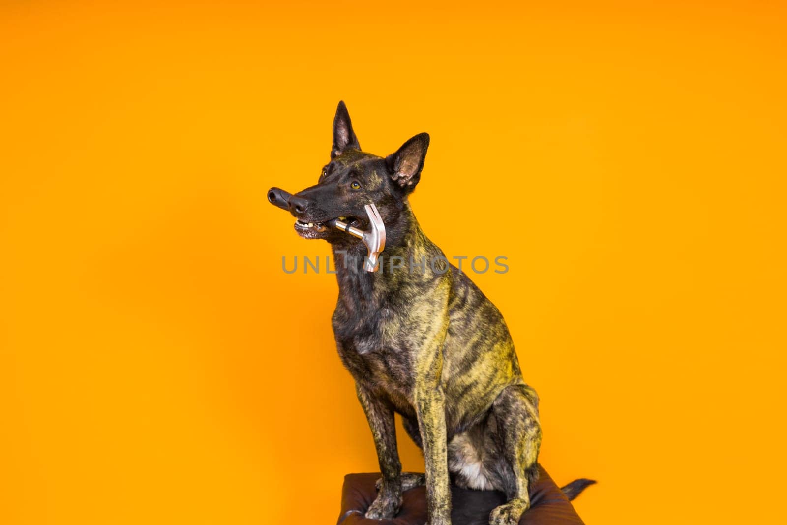 Cute dog with hammer. isolated on a red yellow studio background. dutch shepherd