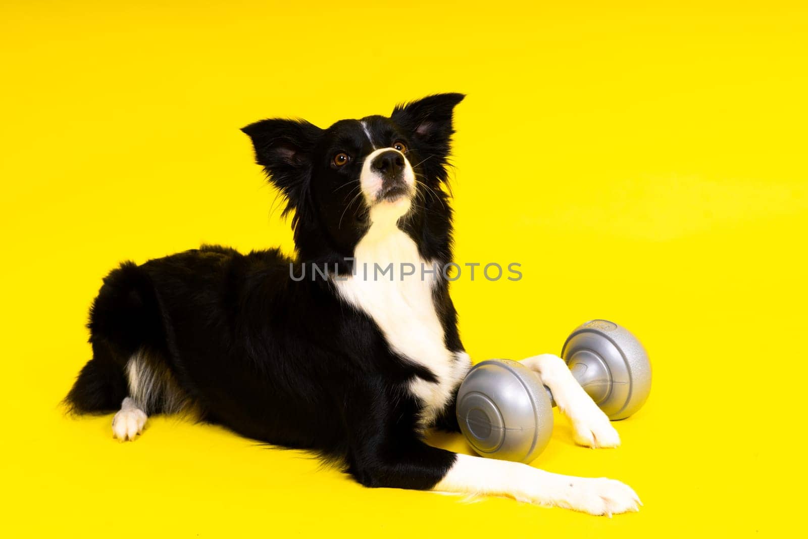 A border collie dog with dumbbell in front of a yellow background