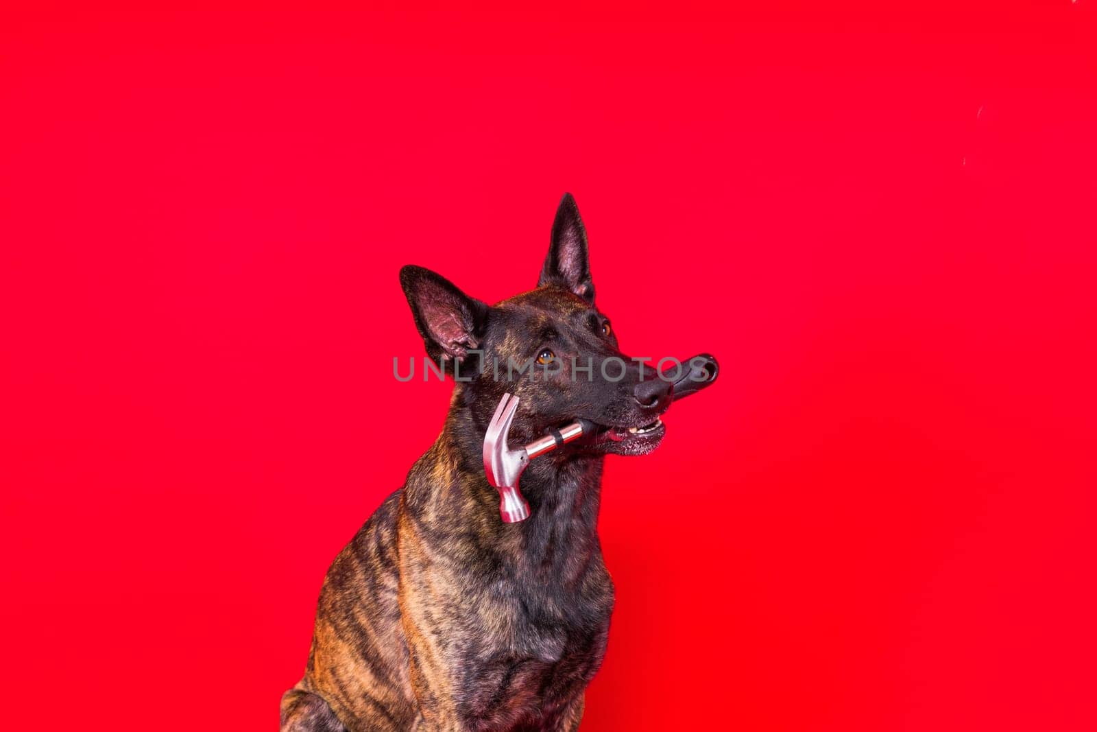 Cute dog with hammer. isolated on a red yellow studio background. dutch shepherd